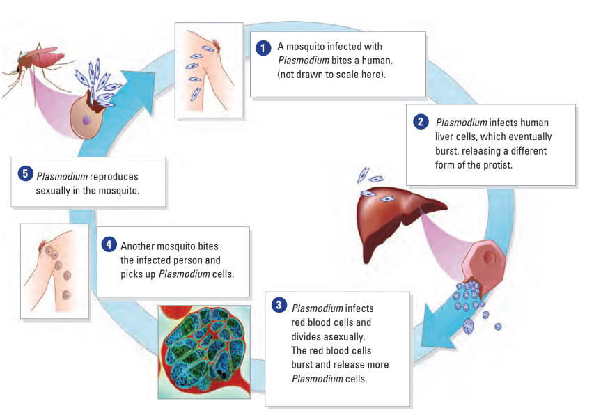 Malaria lifecycle simplified