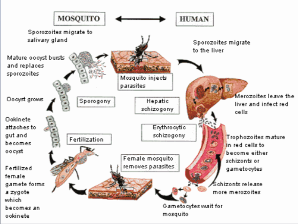 Malaria lifecycle