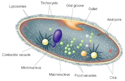 Paramecium anatomy