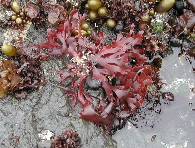 Red algae