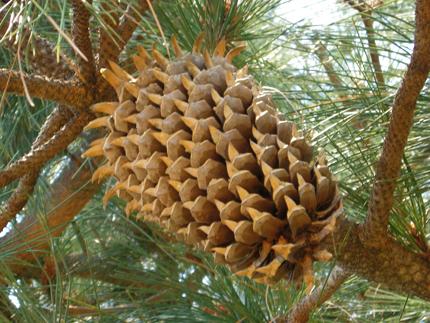 Cone of conifers