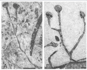 Cooksonia fossil