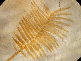 Cycad fossil