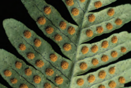 Brown "dots" under fern leaf