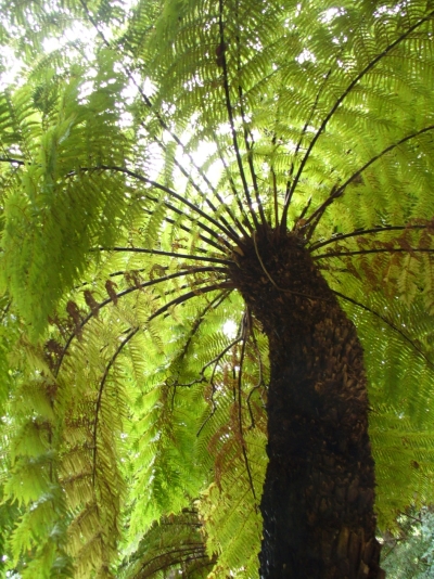 Fern