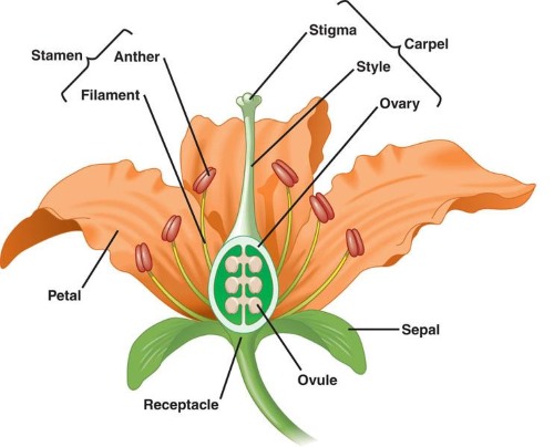 Flower anatomy