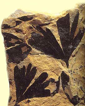 Gingko fossil