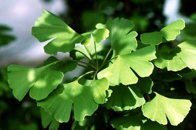 Gingko biloba