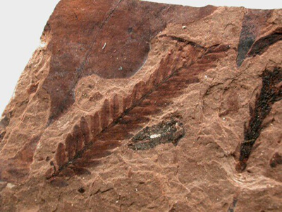 Gymnosperm plant fossil