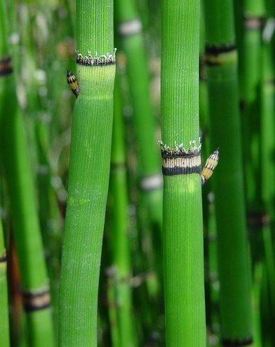 Horsetail plants