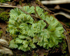 Liverwort
