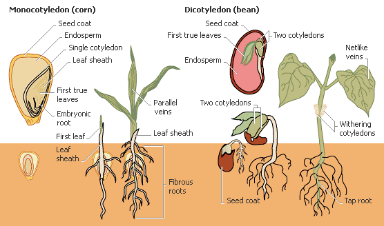 Monocots vs. dicots