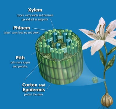 Plant structure