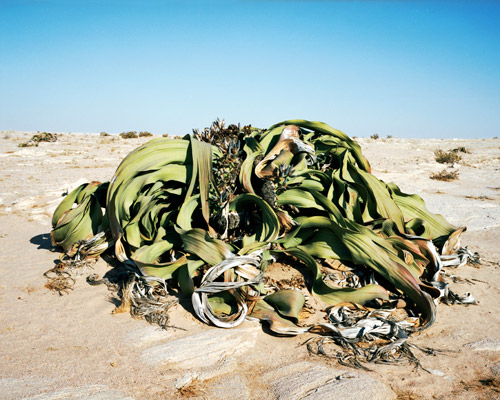 Welwitschia