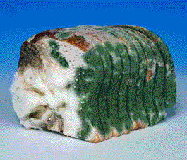 Black bread mould