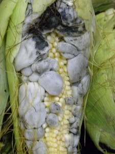 Corn smut