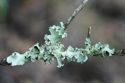 Foliose