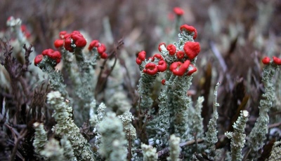 Fruticose