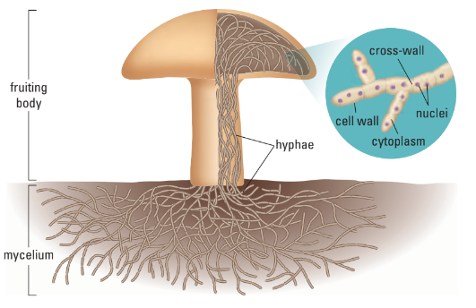 Structure of fungi
