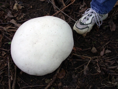 Giant puffball