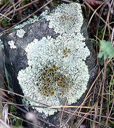 Lichens