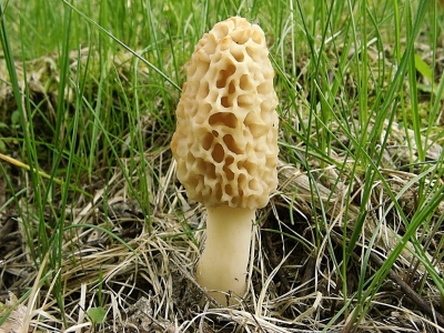 Morel mushroom