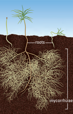 Mycorrhizae diagram