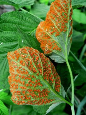 Orange rust fungus