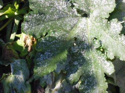 Powdered mildew