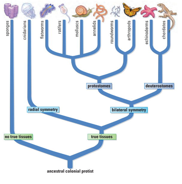 Phylogenic tree of animals
