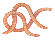 Annelida