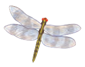 Arthropoda