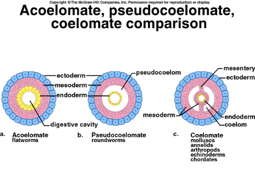 Body cavity diagram