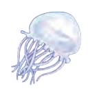 Cnidaria