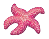 Echinodermata
