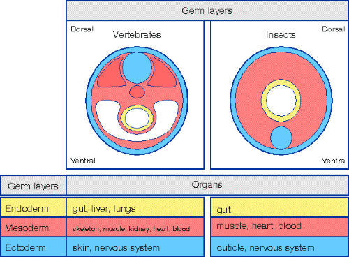 Germ Layers