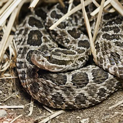 Massassauga rattlesnake
