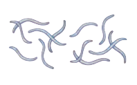 Nematoda