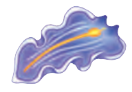 Platyhelminthes