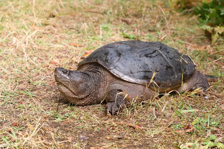 Snapping turtle