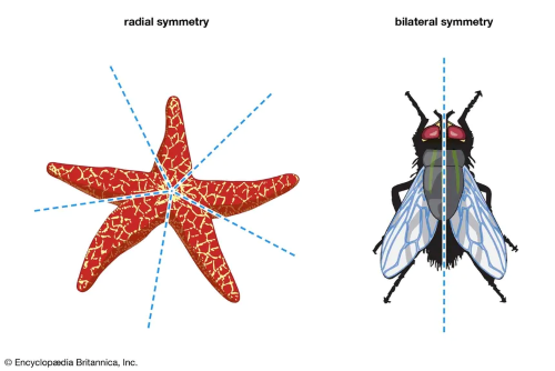 Symmetry of animals