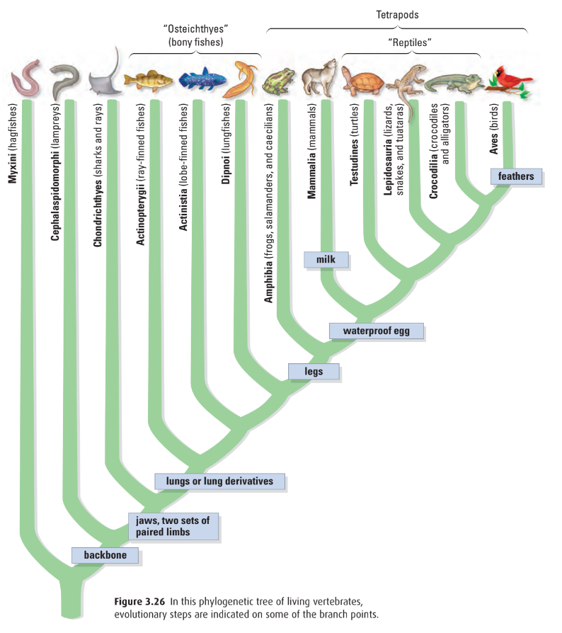 Phylogenic tree of vertebrates