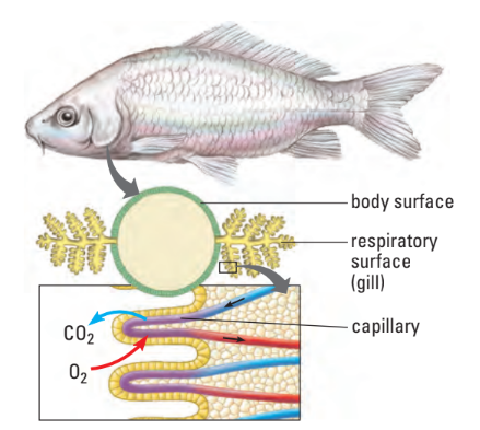 Gill gas exchange diagram