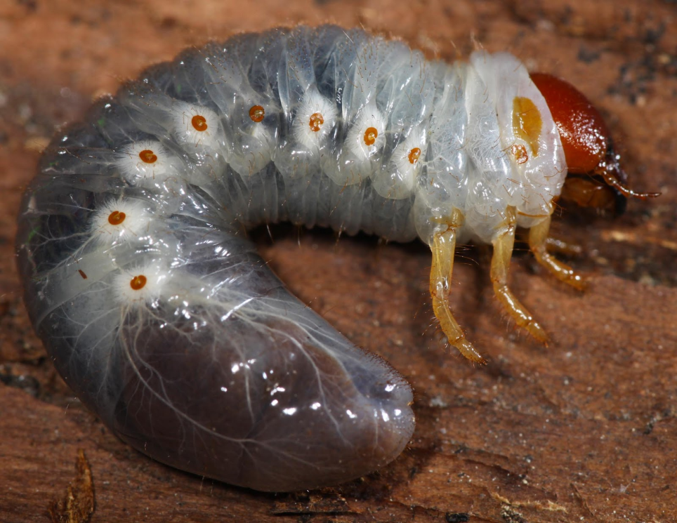 June beetle larva