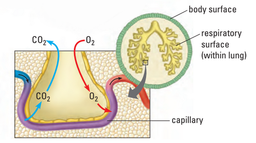 Lung diagram