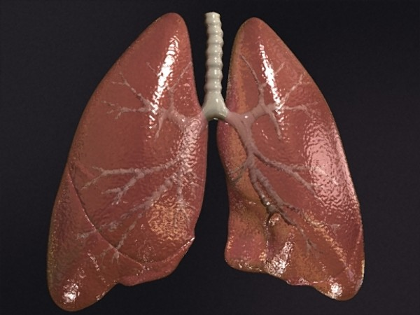 Lungs