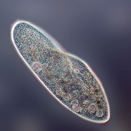 Unicellular protist