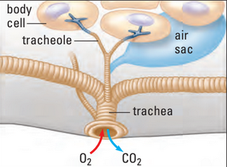 Tracheal system gas exchange