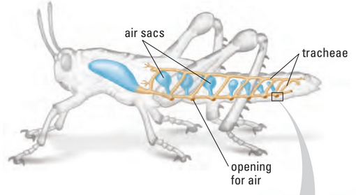 Tracheal system
