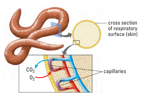 Earthworm respiratory surface diagram